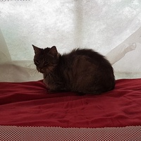 photo de livraison pour Un Ronron d'Espoir 33