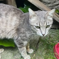 photo de livraison pour SOS Chats Libres
