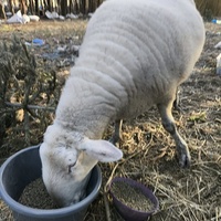 photo de livraison pour Chats Libres de Béziers
