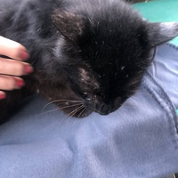 photo de livraison pour Les chats de chez nous