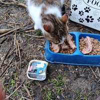 photo de livraison pour Cat Miaou