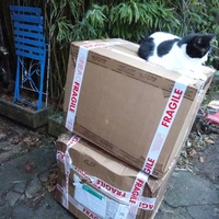 photo de livraison pour Les chats libres de Caro