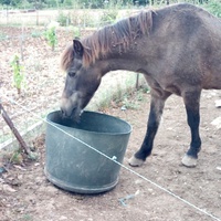 photo de livraison pour Equi-Libre : Droit à la Retraite Equine