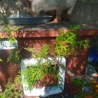 photo de livraison pour Les Chats-Pitresdelavi-Ste