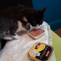 photo de livraison pour Les Chats libres de Fleurance