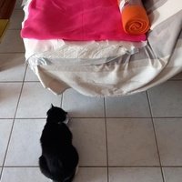 photo de livraison pour Chiens, Chats et Cie