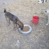 photo de livraison pour Refuge de Lénuta
