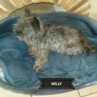 photo de livraison pour EVA Espoir de Vivre Animaux