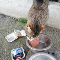 photo de livraison pour Chat L'Heureux Chat l'Ange et Cie