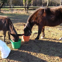 photo de livraison pour Les Sans Famille