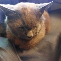 photo de livraison pour Chat L'Heureux Chat l'Ange et Cie