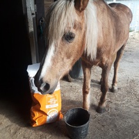 photo de livraison pour Happy Horse Day