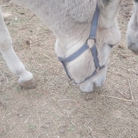 photo de livraison pour Equi-Libre : Droit à la Retraite Equine