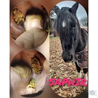 photo de livraison pour Cheval Espoirs 38