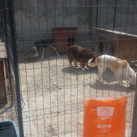 photo de livraison pour Speranta Pentru Animale