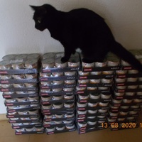 photo de livraison pour Chats Libres des Hauts Cantons de l'Hérault