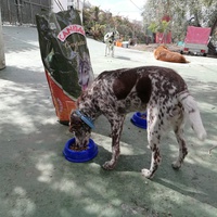 photo de livraison pour El refugio canino de Leo