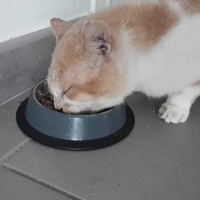 photo de livraison pour A Pas De Chats