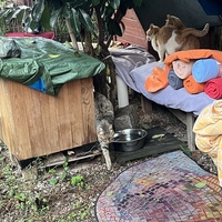 photo de livraison pour Les chats de chez nous