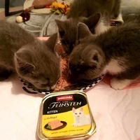 photo de livraison pour Les Chatgabonds