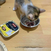 photo de livraison pour Les Pattes de l'Espoir 