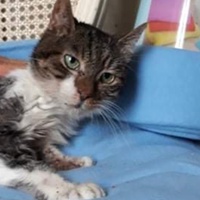 photo de livraison pour Vallée des Chats