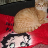 photo de livraison pour Chats du Quercy