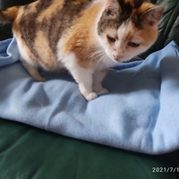 photo de livraison pour Les chats de l'Indifférence