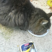 photo de livraison pour Les Chats libres de Calvisson