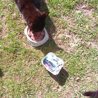 photo de livraison pour Chats Oubliés