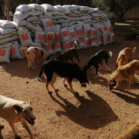 photo de livraison pour Help Adopt Moroccan Animals