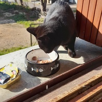 photo de livraison pour Cat Miaou