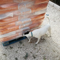 photo de livraison pour Protectors Animal El Hocico