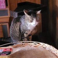photo de livraison pour Chat de Gout'hier sans Toit