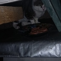 photo de livraison pour Protect Cat