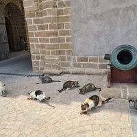photo de livraison pour ADAN Essaouira