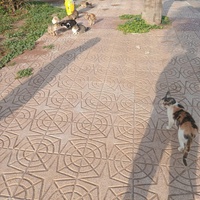 photo de livraison pour Comme Chiens et Chats Maroc