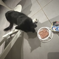 photo de livraison pour Au Rendez-vous des Animaux