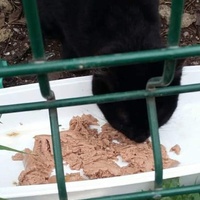 photo de livraison pour Les Chats-Pitresdelavi-Ste