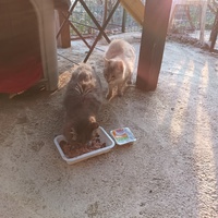 photo de livraison pour L'école du Chat d'Ollioules