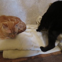 photo de livraison pour Vallée des Chats