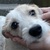 photo animal