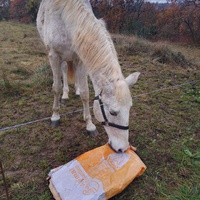 photo de livraison pour Equi-Libre : Droit à la Retraite Equine