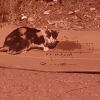 photo de livraison pour Help Adopt Moroccan Animals