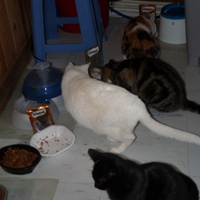 photo de livraison pour Chats Heureux