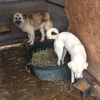 photo de livraison pour RespekTIERE Leben e.V.