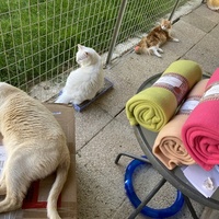 photo de livraison pour SADF (Sauvetage des animaux domestiques de France)