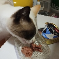 photo de livraison pour Cat Miaou