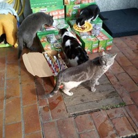 photo de livraison pour L'Ecole du Chat Istreen