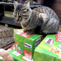 photo de livraison pour Les chats de chez nous